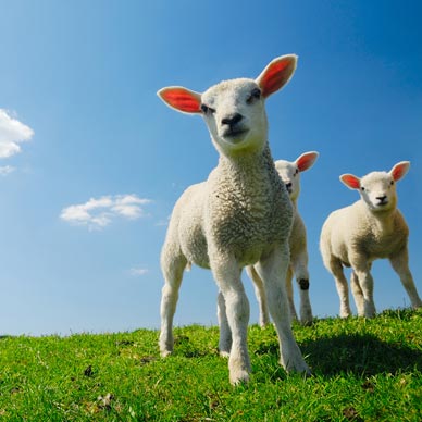 Agri Events